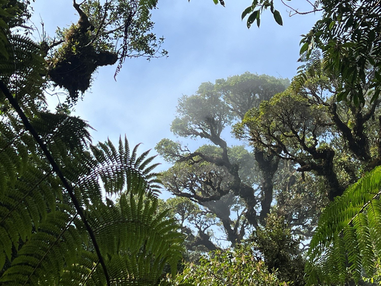 The Cloud Forest — Arc of Appalachia